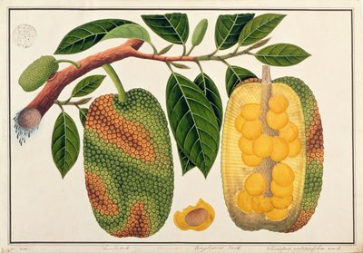 Champedak Artocarpus integrifolia oder Langblättriger Jack, aus Zeichnungen von Pflanzen aus Malakka, ca. 1805-18 von Chinese School